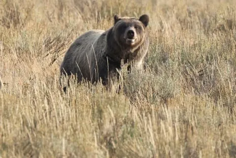Trail Walker Injured by Grizzly in Wilderness Area Flown to Hospital