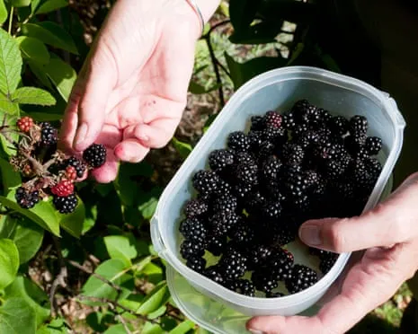 Seeking: Delicious Pastries to Make Use Of a Glut of House-Made Jam