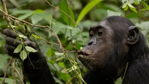 Wild Chimps Drinking an Amount Equal of an Alcoholic Beverage Daily from Ripe Produce, Investigation Shows