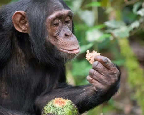 Chimpanzees Drink Daily Alcohol Equivalent to a Lager from Ripe Fruit